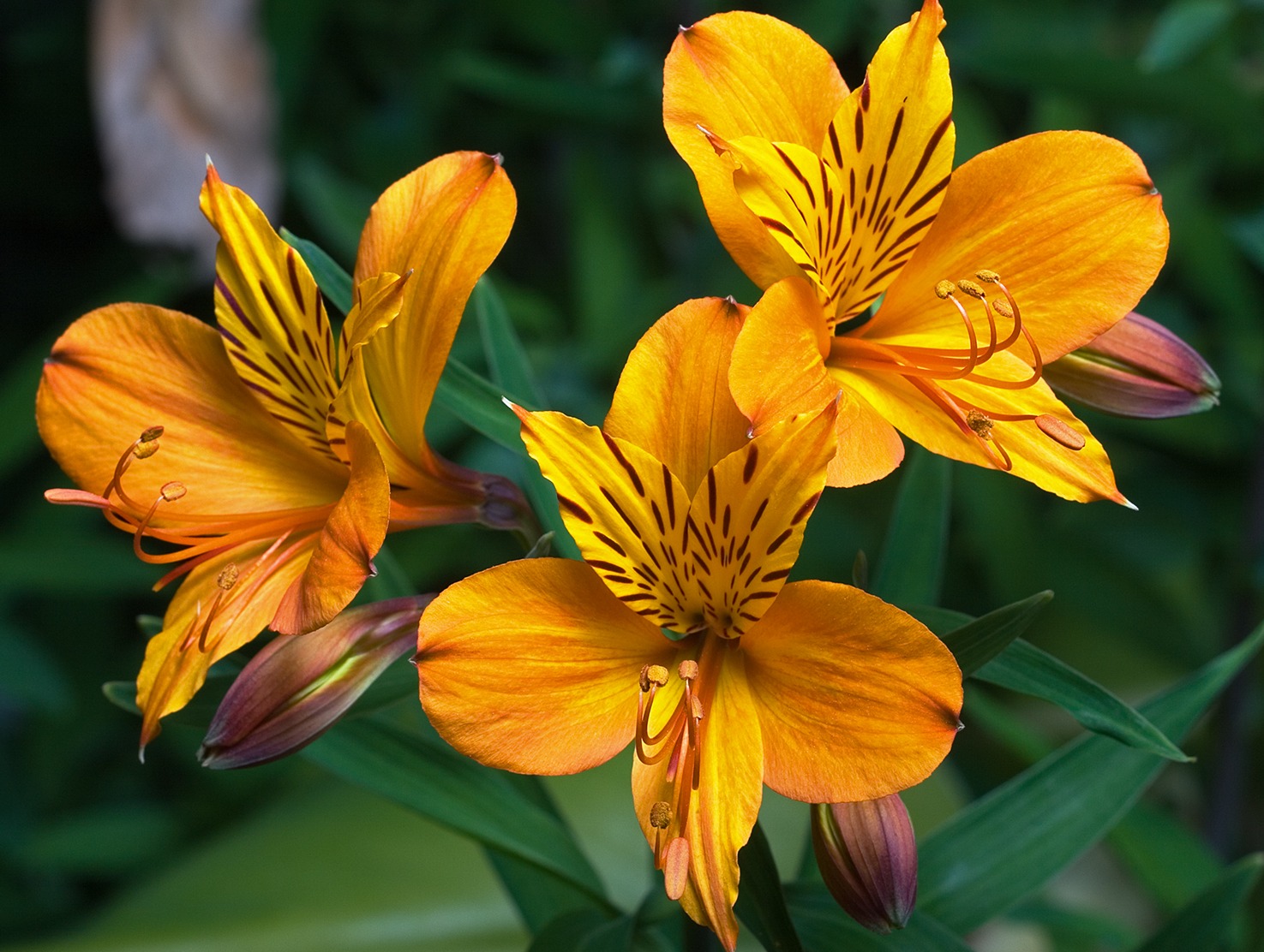 Alstroemeria Flower Toxicity in Cats