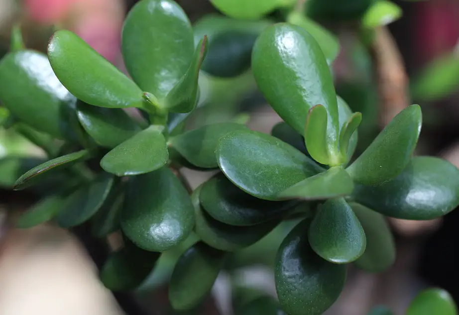 Role of Jade Plants in Feng Shui