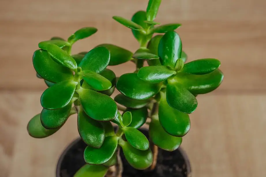 Why Jade Plants Are Lucky