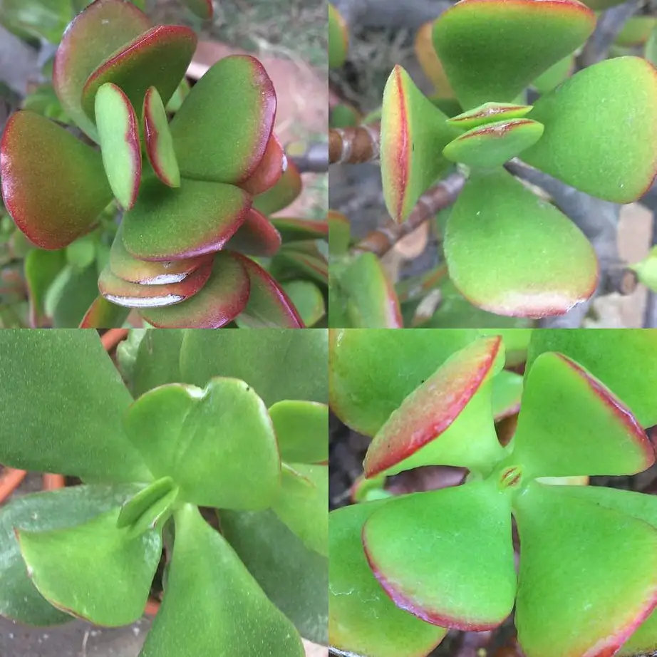 Vastu Shastra and the Jade Plant: Enhancing Good Luck