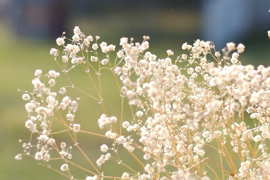 Symptoms of Baby's Breath Toxicity in Cats