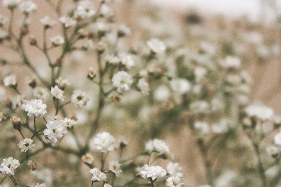 Baby's Breath and Its Toxicity