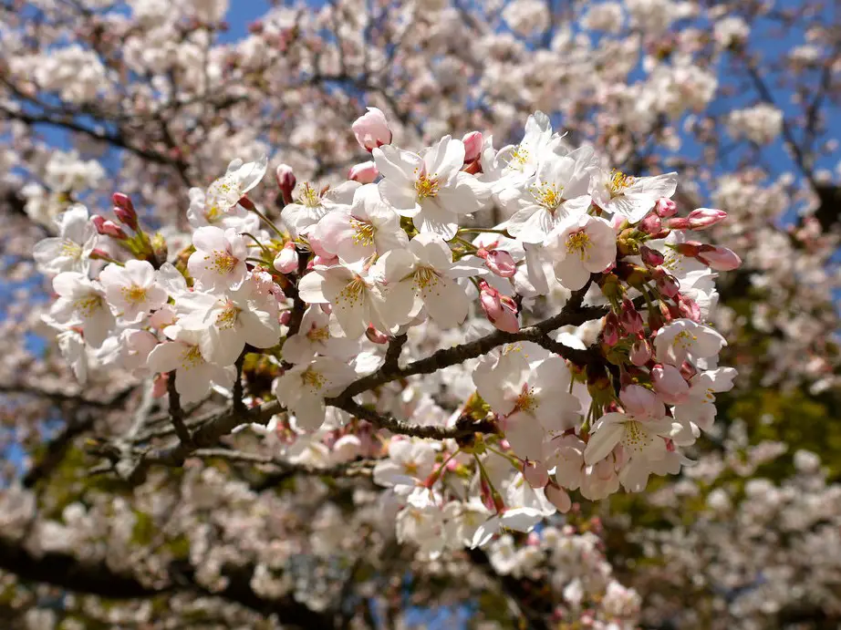 Varieties of Sakura: Types and Characteristics