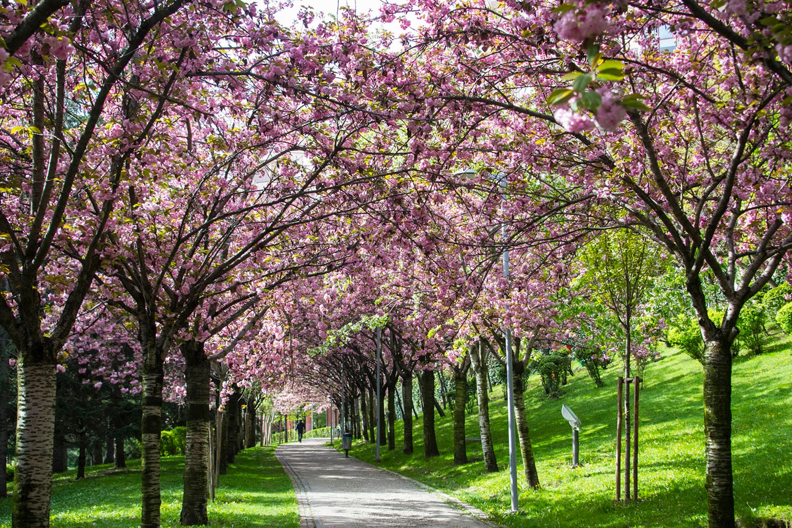Best Times to Experience Sakura: Blooming Seasons