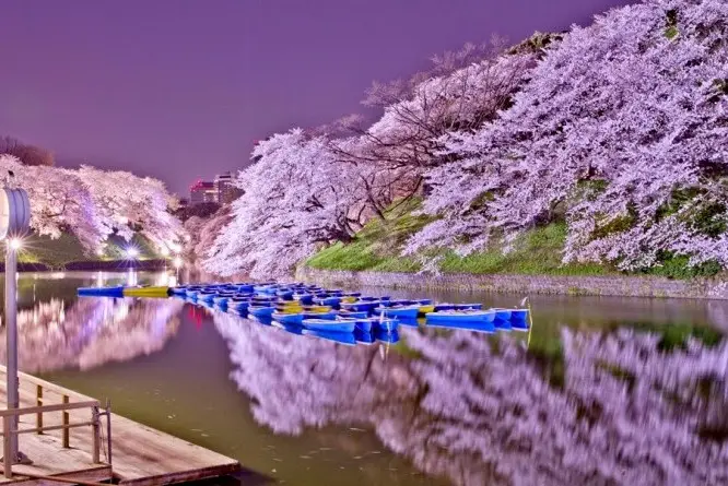 Top Viewing Spots for Sakura Across Japan