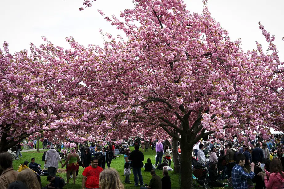 Understanding Sakura: Cultural Significance and Symbolism