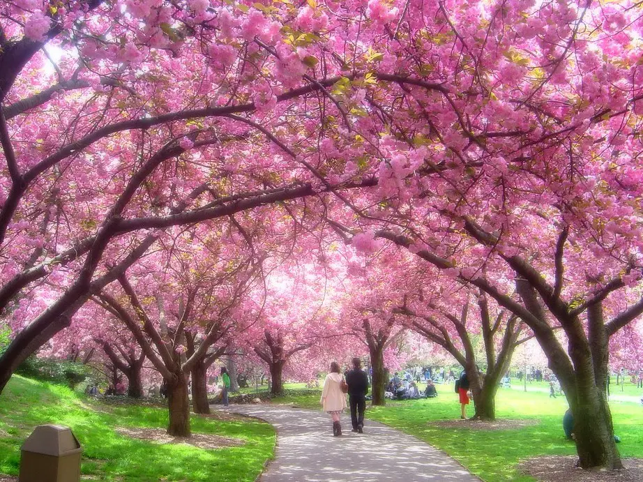 What Does Sakura Mean