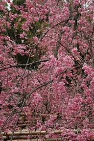 Concept of Impermanence (Mujo) and Sakura