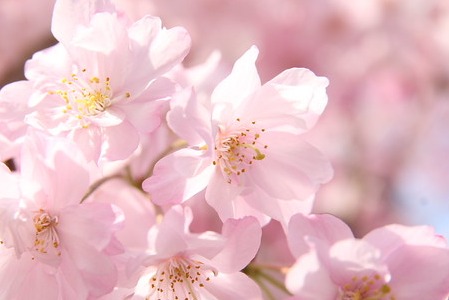 Historical Roots of Sakura Appreciation