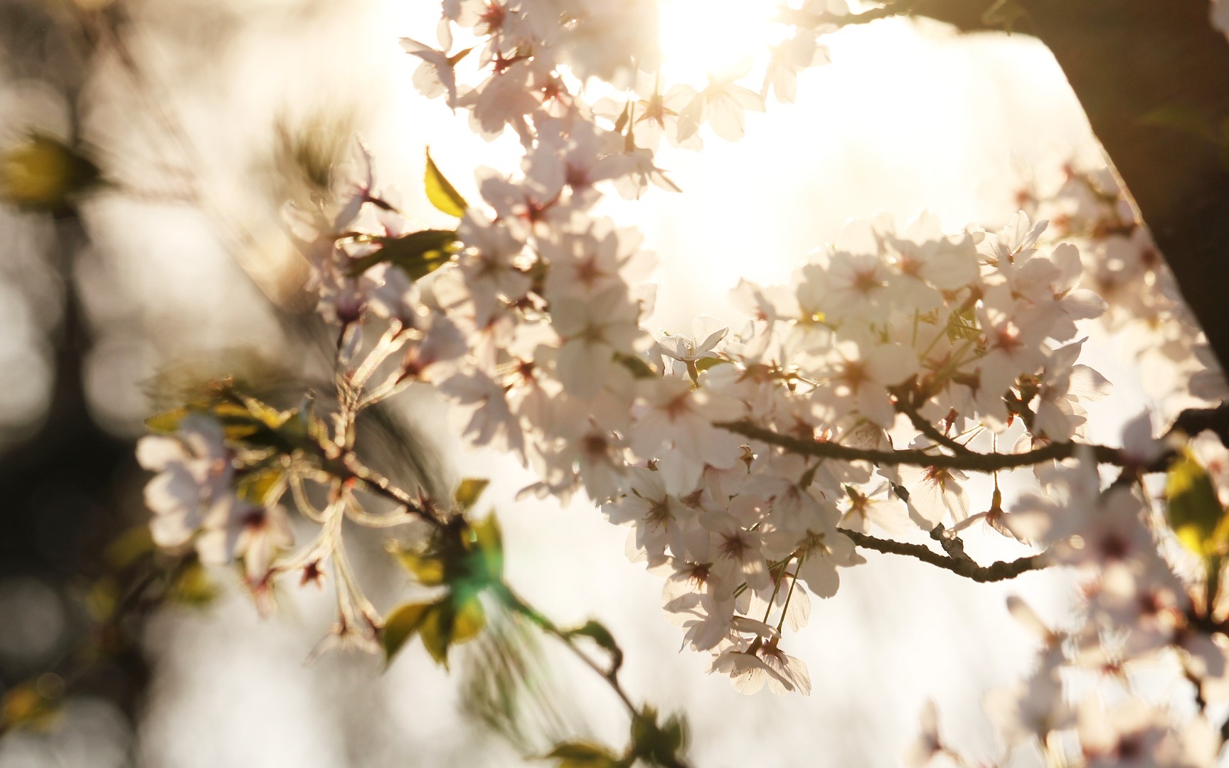 The Hanami Tradition: Celebrating Sakura