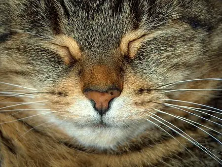 Symptoms of Lily Poisoning in Cats