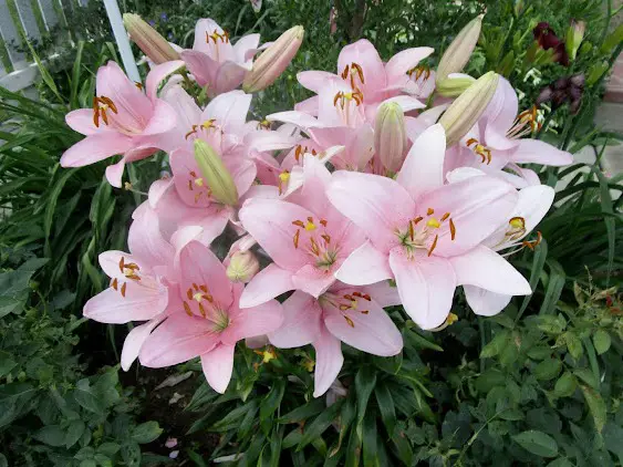 Lily Toxicity in Cats