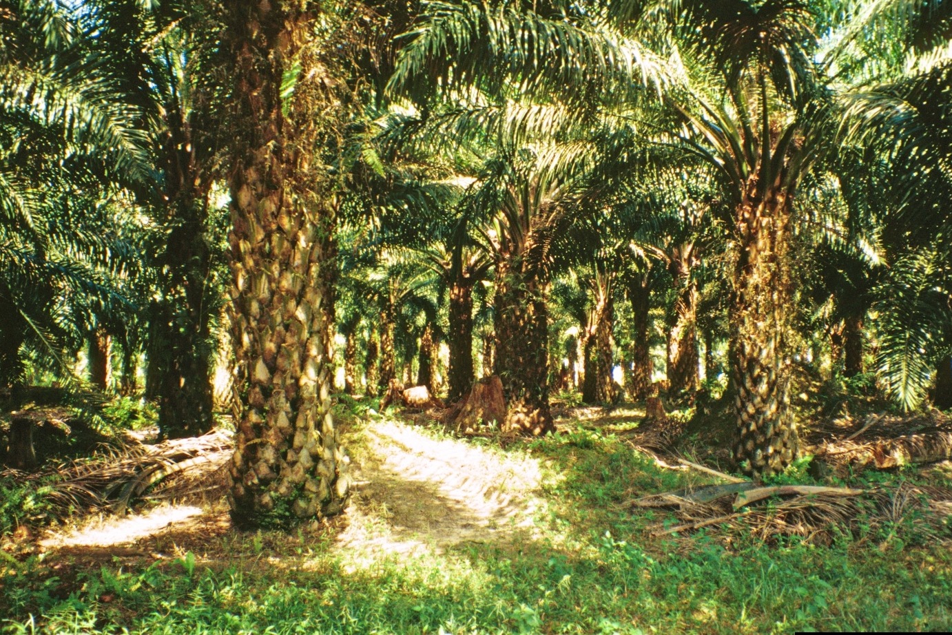 5. Coconuts Are Actually Seeds