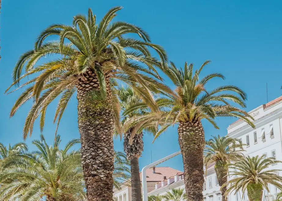 There Are Over 2,600 Palm Species