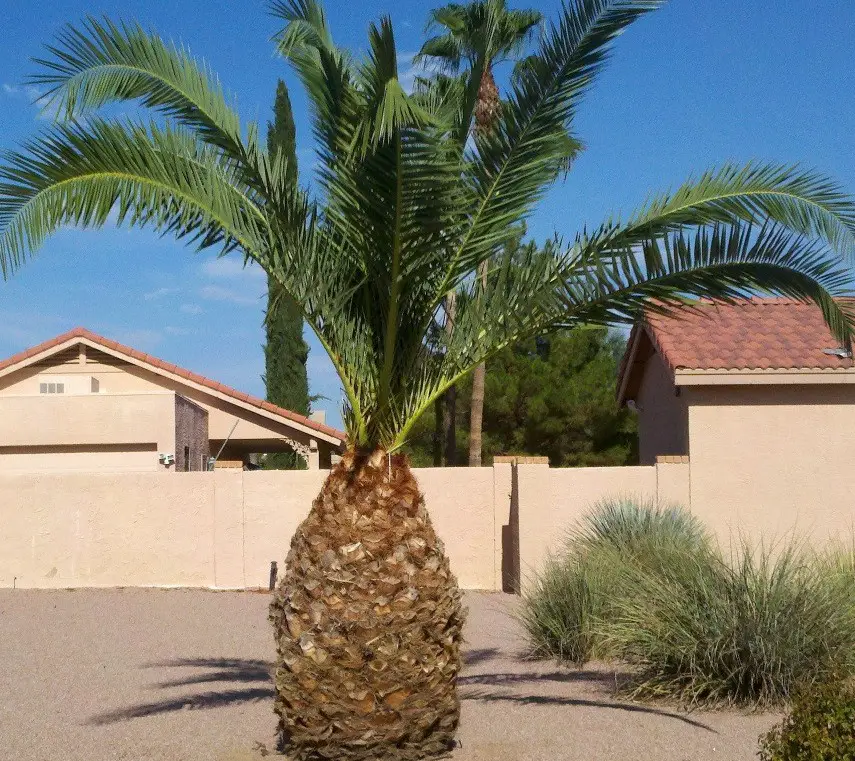 40 Fascinating Facts About Palm Trees
