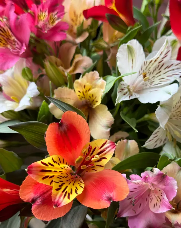 Symptoms of Alstroemeria Ingestion in Cats